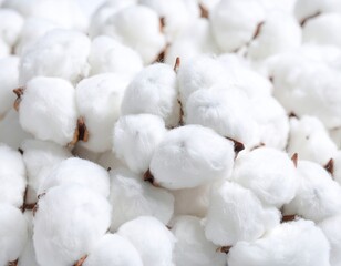 Fluffy white cotton bolls close-up