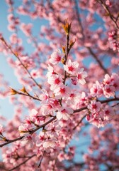 Pink Cherry Blossoms on Branches Under a Blue Sky