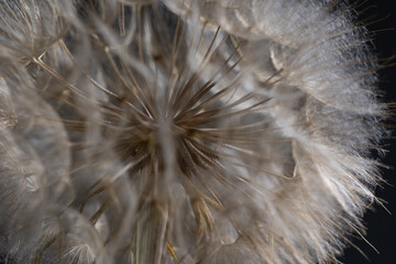 Delicate strands of a Tragopogon flower head showcase fine seed structures under a soft light. The...