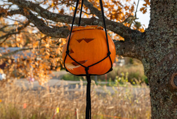 Carved Halloween pumpkins hanging from autumn tree branches