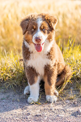 Happy Australian Shepherd Puppy with Blue Eyes Sitting on Country Road in Warm Sunset Light, Fluffy Brown and White Dog Portrait Outdoors in Summer Nature