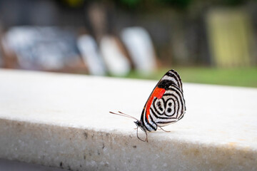 butterfly on the ground