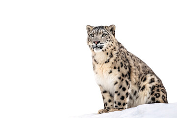 Snow leopard sitting gracefully with distinctive spotted fur pattern and piercing blue eyes, isolated on a transparent background