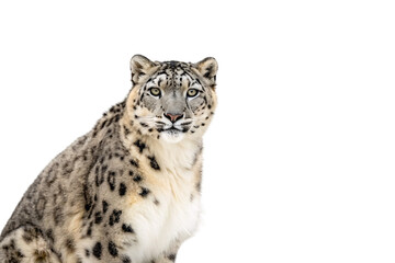 Fototapeta premium Snow leopard portrait showing detailed facial features with beautiful rosette markings and alert expression, isolated on a transparent background