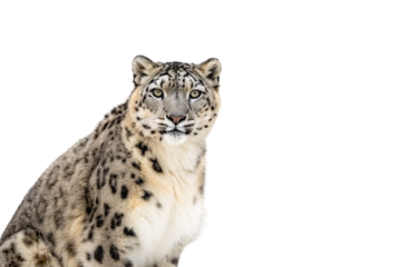 Snow leopard portrait showing detailed facial features with beautiful rosette markings and alert expression, isolated on a transparent background