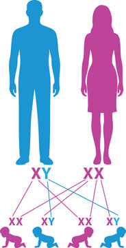 Sex Chromosome Inheritance Diagram: Male and Female Contributions. XY and XX Chromosome Genetic Chart with Parents and Children. Gender Determination by Chromosomes