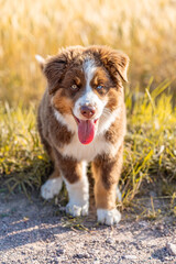 Happy Australian Shepherd Puppy with Blue Eyes Standing on Dirt Road in Summer Field, Fluffy Brown and White Dog Panting with Tongue Out in Warm Natural Light
