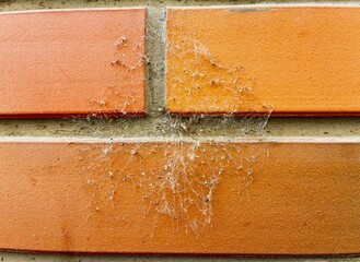 Clinker brick facade with flies trapped in a spider web.