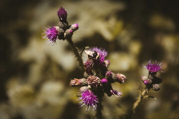 Bumblebee forages on spiky purple thistle blooms in soft golden light