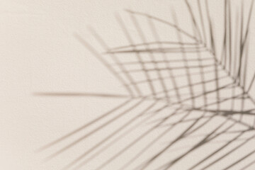 Aesthetic shadow of a palm leaf cast against a light, textured wall, creating a tranquil and artistic ambiance. The image highlights natural elements through shadow play.