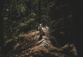 Obraz premium White shepherd dog poses proudly on sunlit rock within deep fir forest