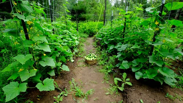 Basket full of freshly harvested gherkin cucumbers resting in middle of arch shaped trellis full of blooming plants and its vines climbing or tangling to it