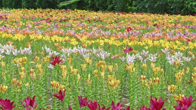お花畑で咲き誇る百合の花々 Lilies blooming in the flower field