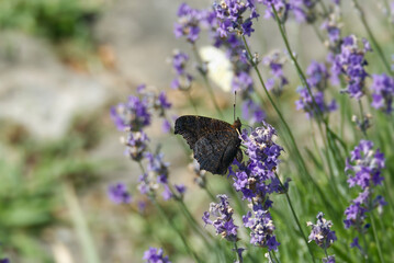 European peacock butterfly (Aglais io) perched on lavender in Zurich, Switzerland
