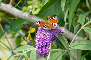 European peacock butterfly (Aglais io) perched on summer lilac in Zurich, Switzerland
