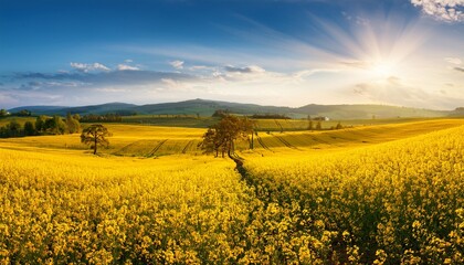 golden rapeseed fields bathed in the warm summer sun vibrant yellow blossoms stretching to the horizon a picturesque landscape of rural tranquility and abundant nature flowers bright daylight