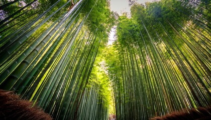 arashiyama bamboo forest