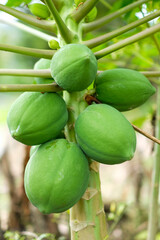 Title: Cluster of Unripe Green Papaya Fruits Growing on a Tropical Tree Trunk