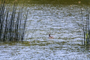 ducks in the lake