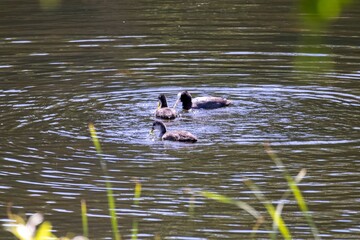 ducks in the lake