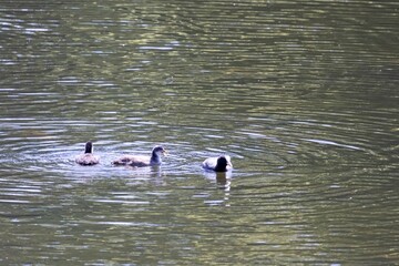ducks in the lake