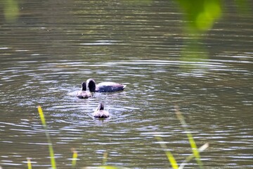 ducks in the lake
