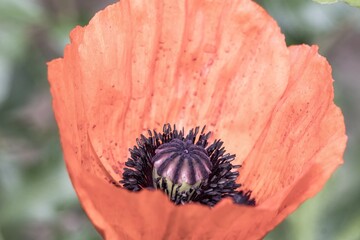 red poppy flower in field