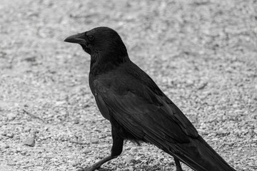 crow on the ground