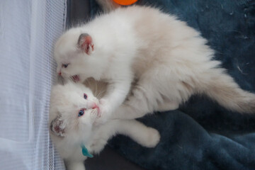 1 month old, ragdoll kittens playing together on the blanket, domestic cat