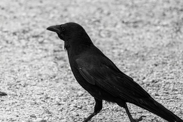 crow on the ground