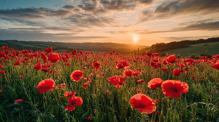 Fototapeta premium Red flower fields at sunset, mountains, blue sky, white clouds; The blooming flowers form an endless sea of red in the golden light, and only the petals of the wind and sand focus on the flowers.