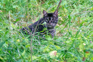 A gray cat with black stripes and a damaged left eye sits in bright green grass and carefully looks...