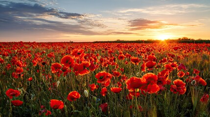 Red flower fields at sunset, mountains, blue sky, white clouds; The blooming flowers form an endless sea of red in the golden light, and only the petals of the wind and sand focus on the flowers.