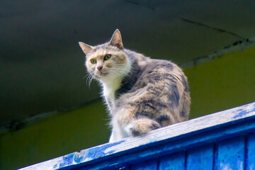A motley beige with white, brown, gray and black spots, with green eyes sits on the balcony railings and carefully watches what is happening