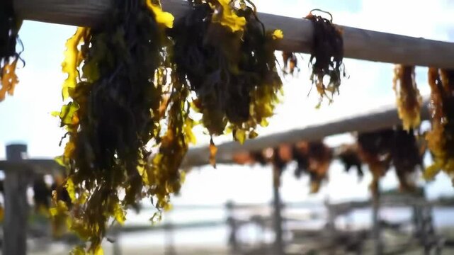 Seaweed hanging on racks to dry in sunlight near the sea