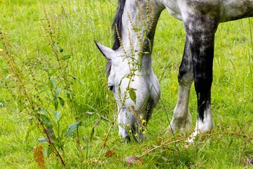 horse in the meadow