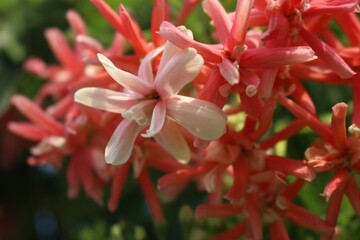 Pink Rangoon Creeper Flowers (Combretum indicum) in Full Bloom with Green Leaves, Tropical Garden...