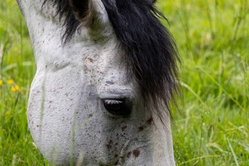 horse in the meadow