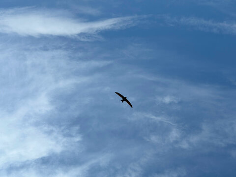 Flying bird in cloudy sky 