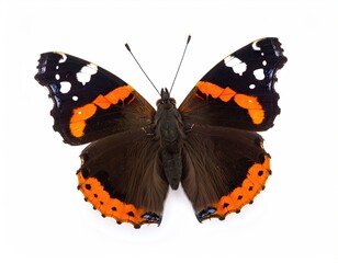 Butterfly on white background