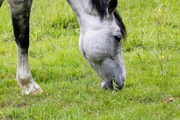 horse in the meadow