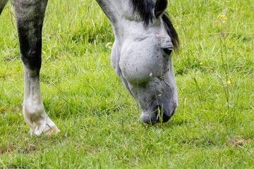 horse in the meadow