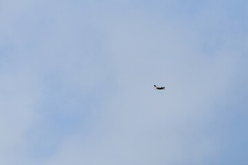 bird flying in the sky