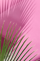 Close-up of a green palm leaf casting a dark shadow on a vibrant pink wall background. The bright,...