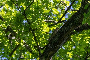 green leaves in the forest