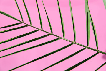 Close-up of a palm leaf against a bright pink background, highlighting its vibrant green color and natural pattern. The contrasting colors create a striking visual effect.