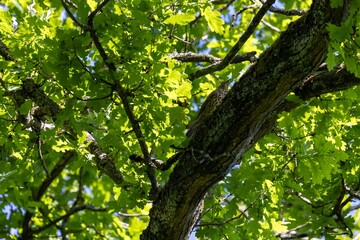 green leaves in the forest