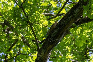 green leaves in the forest