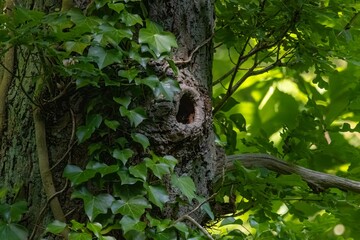 green tree in the forest