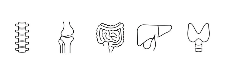 Spine joint intestine liver thyroid anatomical human organ thin line icon vector illustration for medical health education and biology system.